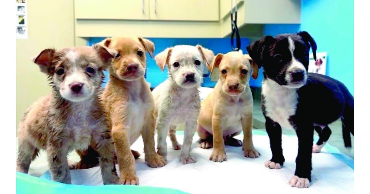 $350K for Avoyelles animal shelter is available regardless of tax vote