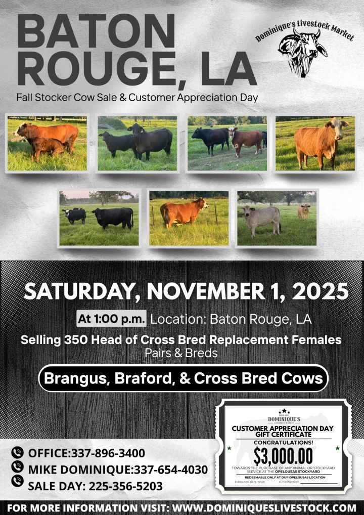 🐄350 Head Sale & $3,000 Giveaway: Dominique’s Fall Stocker Cow Event!