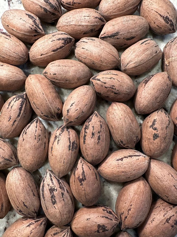 Recent Pecan issues in Avoyelles Parish: Pecan Borer