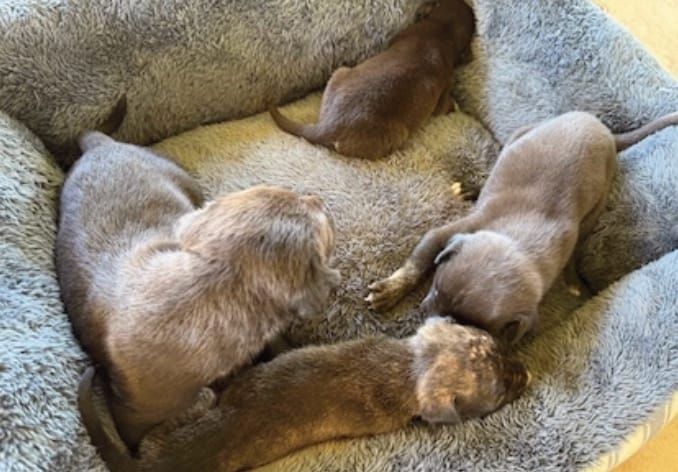 Sacred Heart Staff Rescue Dog Family on Campus🐶