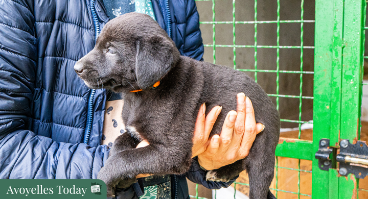 🐾 Crisis In Avoyelles Parish: Abandoned Animals Need Our Help! 🆘