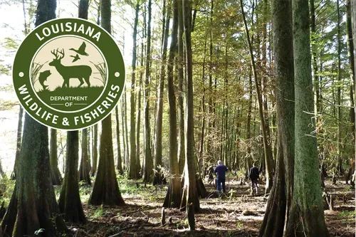 Deville Man Cited for Deer Hunting Violations in LaSalle Parish! 🦌