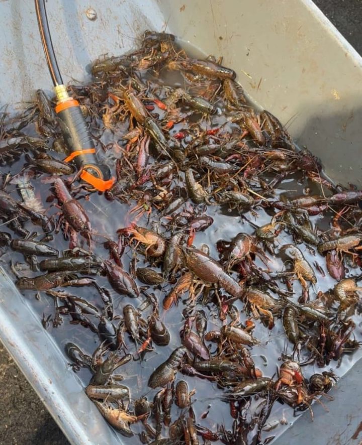 🦞 Don’t Cancel the Boil Yet! Here’s When Crawfish Prices Could Finally Fall