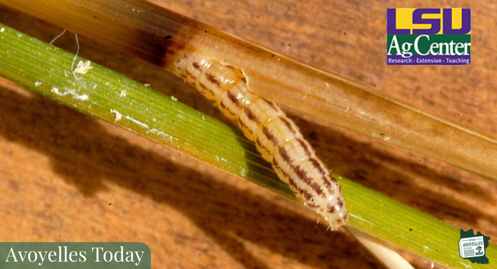 LSU AgCenter Secures $1 Million 💰 to Combat Invasive Species!