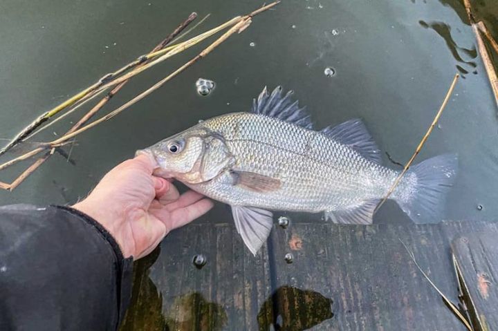 Cook Some Rice: Grandpa’s Catch, Island Style: Tropical Baked White Perch