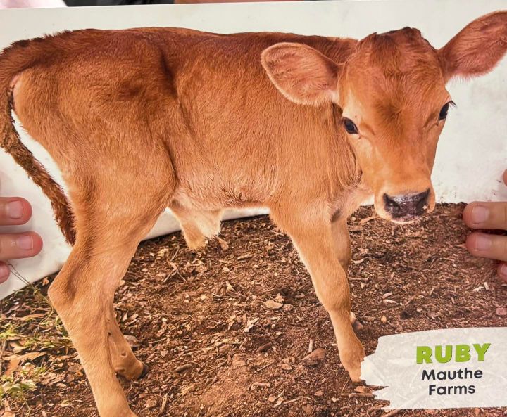 Students in Marksville Adopt a Cow Named Ruby!🐄
