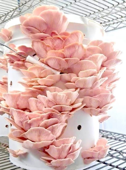 Local Business Success Stories: Timber, Mushrooms, & Compost