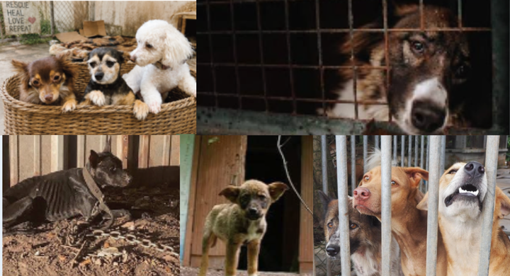 🐾 Big Step for Avoyelles: $350,000 Funding for Animal Shelter! 🏡