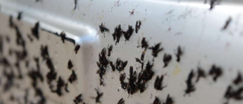 Love Bugs? More Like Hate Bugs..