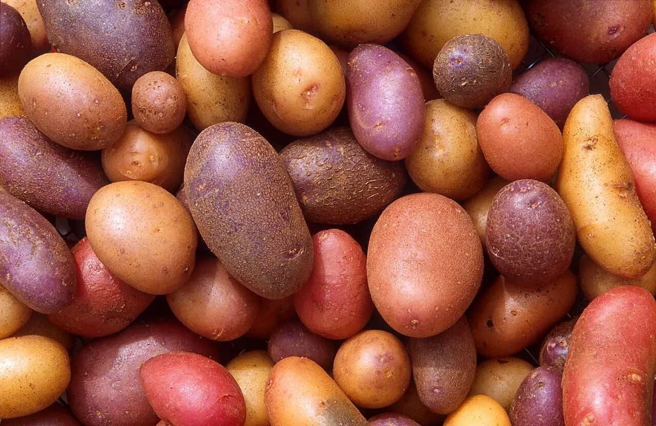 “An Acre of Potatoes”: Crops from the Americas in Afroeurasia