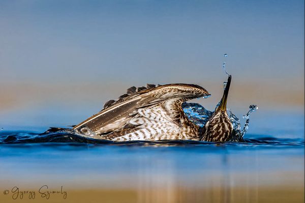 A life observed through birds