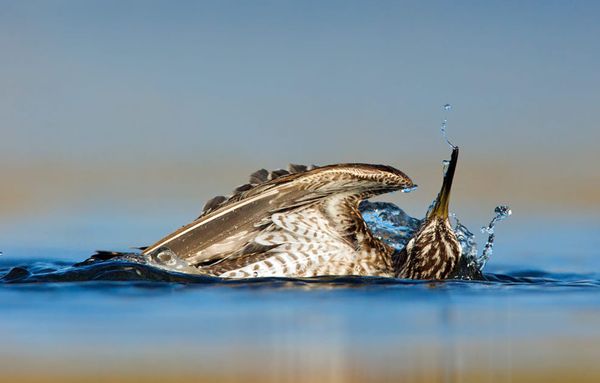 Welcome (Back) to Bird Observer