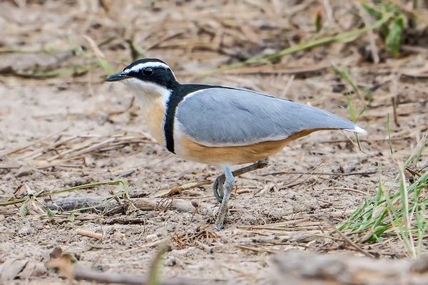 The Shorebirds That Keep Me Going Back