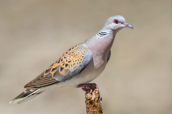 The Slender-billed Curlew I Knew Might Vanish — And Did