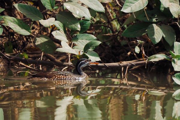 An African Finfoot and a Twenty-One-Year-Old Promise