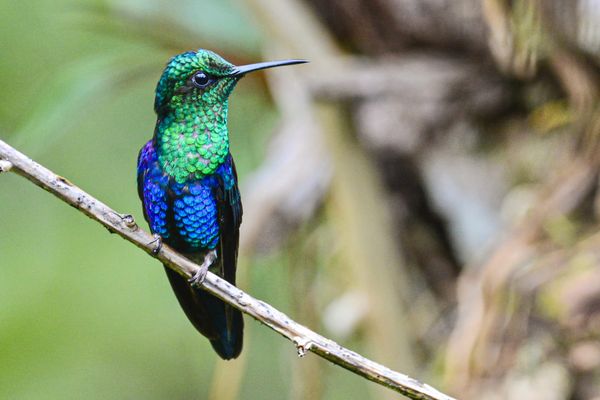 How We Plan Birding Through Colombia