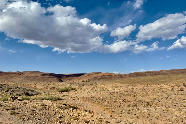 Fifty Years in the Same Direction with Birds