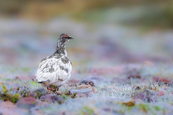 The Hidden Gift of Dipping