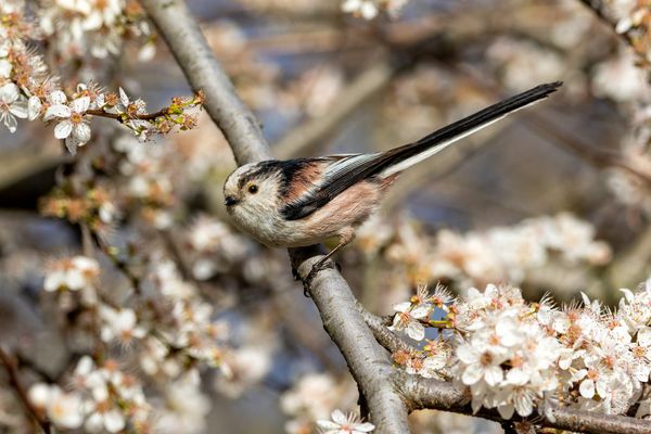 When Variation Doesn’t Become a Boundary: A Putative Mixed Subspecies Pairing in Long-tailed Tits