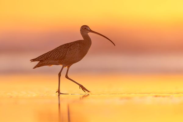 World Shorebirds Day Is More Than a Single Day