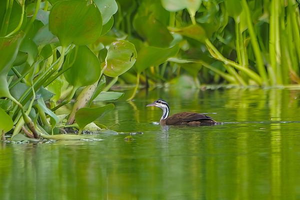 The Pulse of a Colombian Wetland
