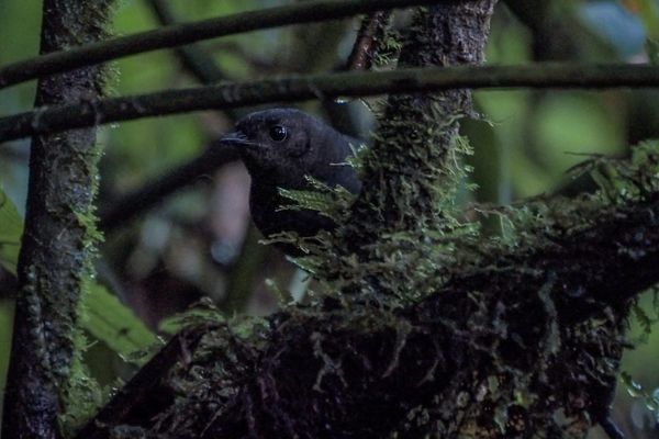 The Secret Life of the Andean Tapaculos