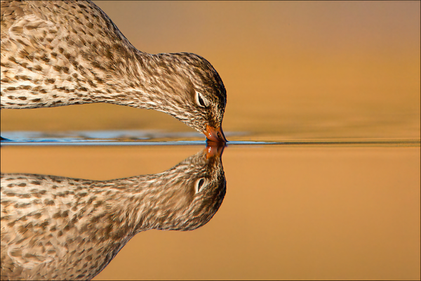 A life observed through birds