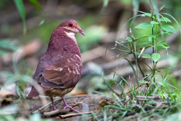 A Different Way of Seeing Birds