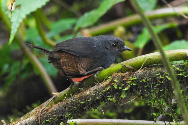 The Secret Life of the Andean Tapaculos