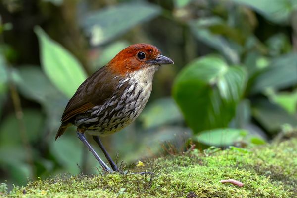 Antpittas Are No Longer Only Voices