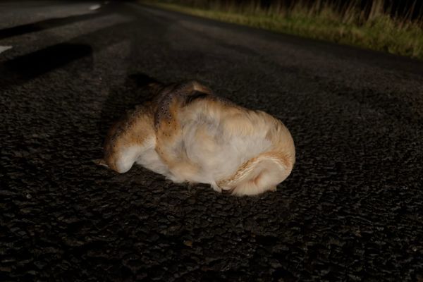 Another Barn Owl on the Road