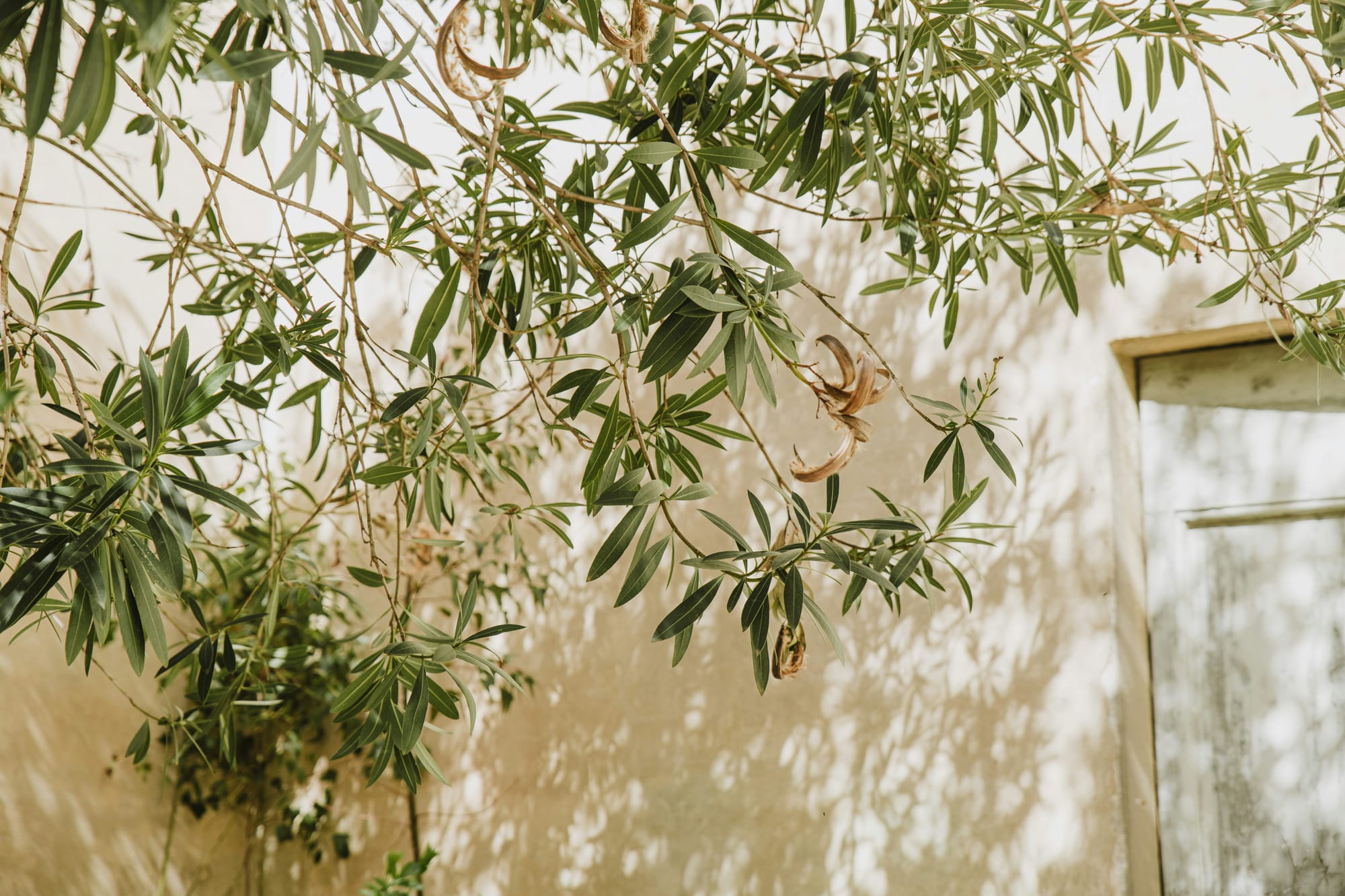 Olive branches casting soft shadows on an ivory wall — a calm, natural symbol for rhythm and nervous system balance.