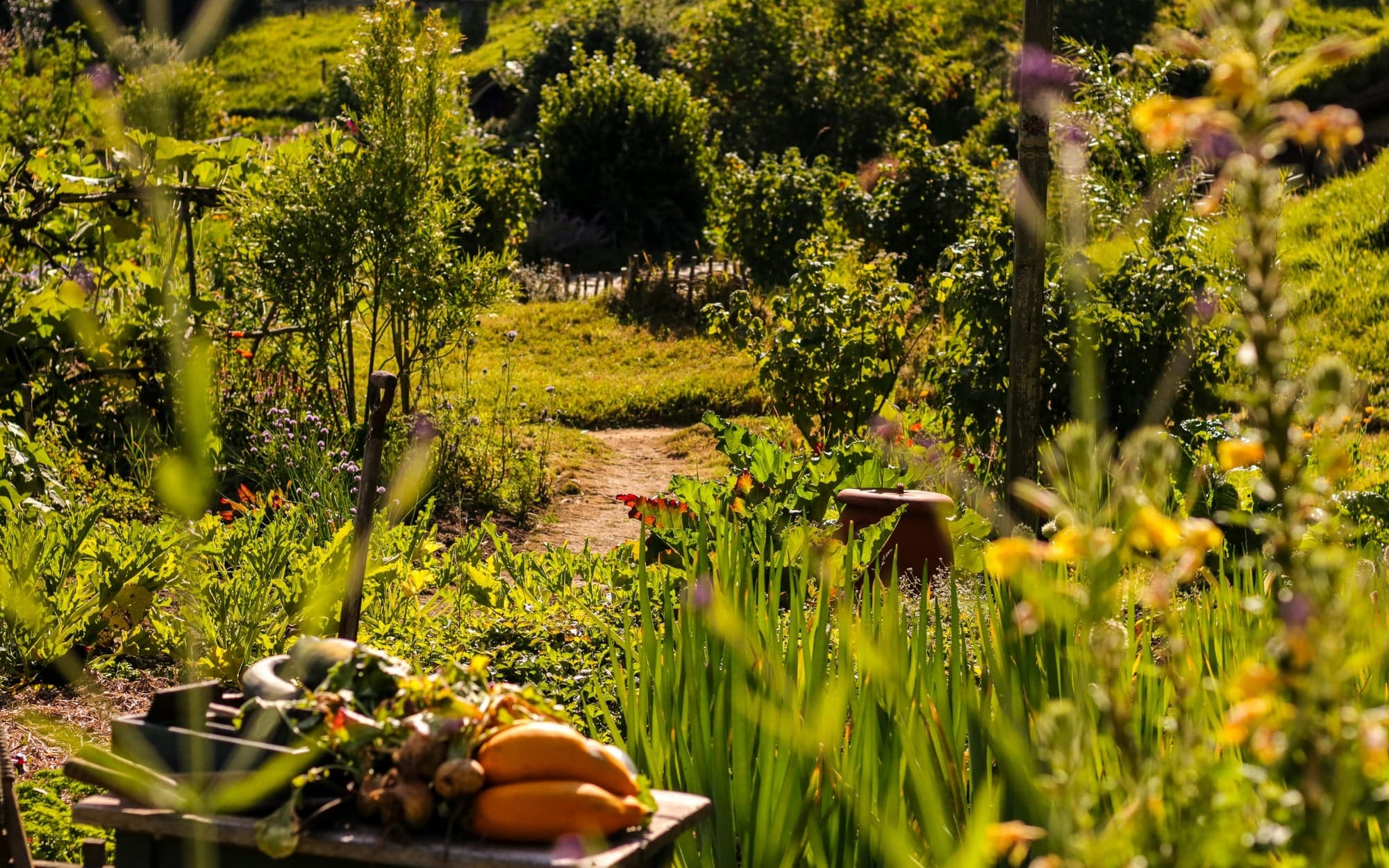Sunlit garden path surrounded by thriving greenery and freshly harvested vegetables — a visual reflection of ancestral lifestyle patterns and the quiet sophistication of preventive medicine rooted in daily life.