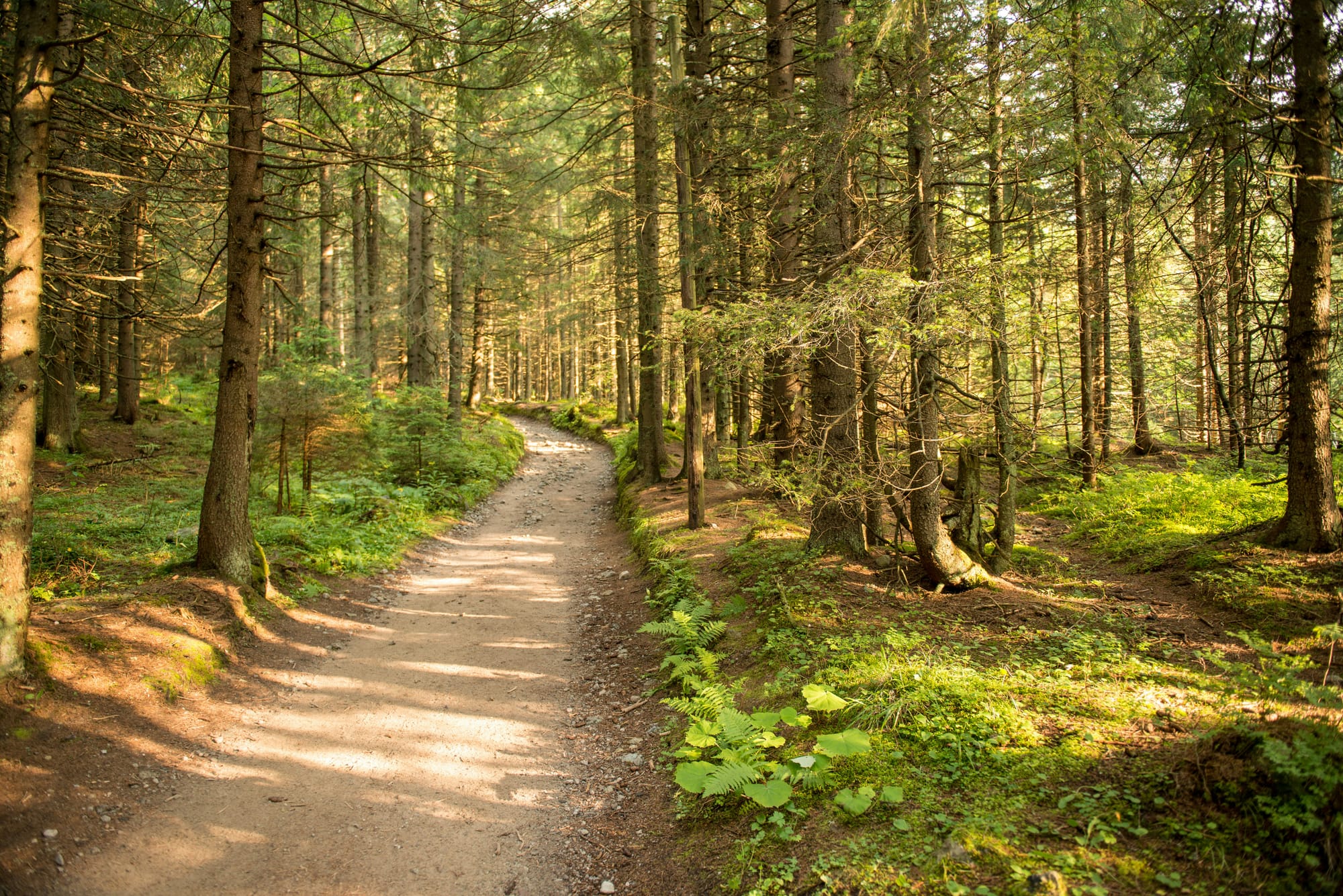 A peaceful, sun-drenched dirt path winding gently through a dense pine forest with soft morning sunlight filtering through the trees and lush green ferns on the ground.