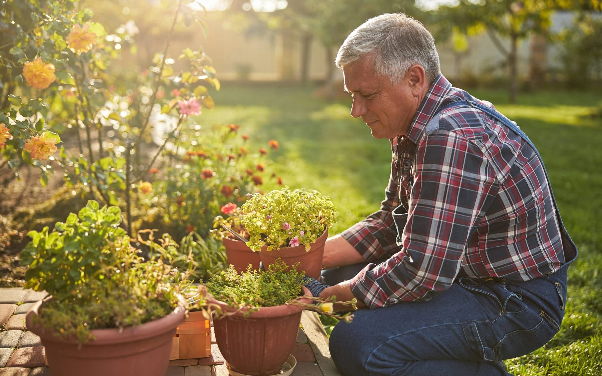 A senior man in a plaid shirt and overalls kneeling to arrange potted plants in a sunny garden.