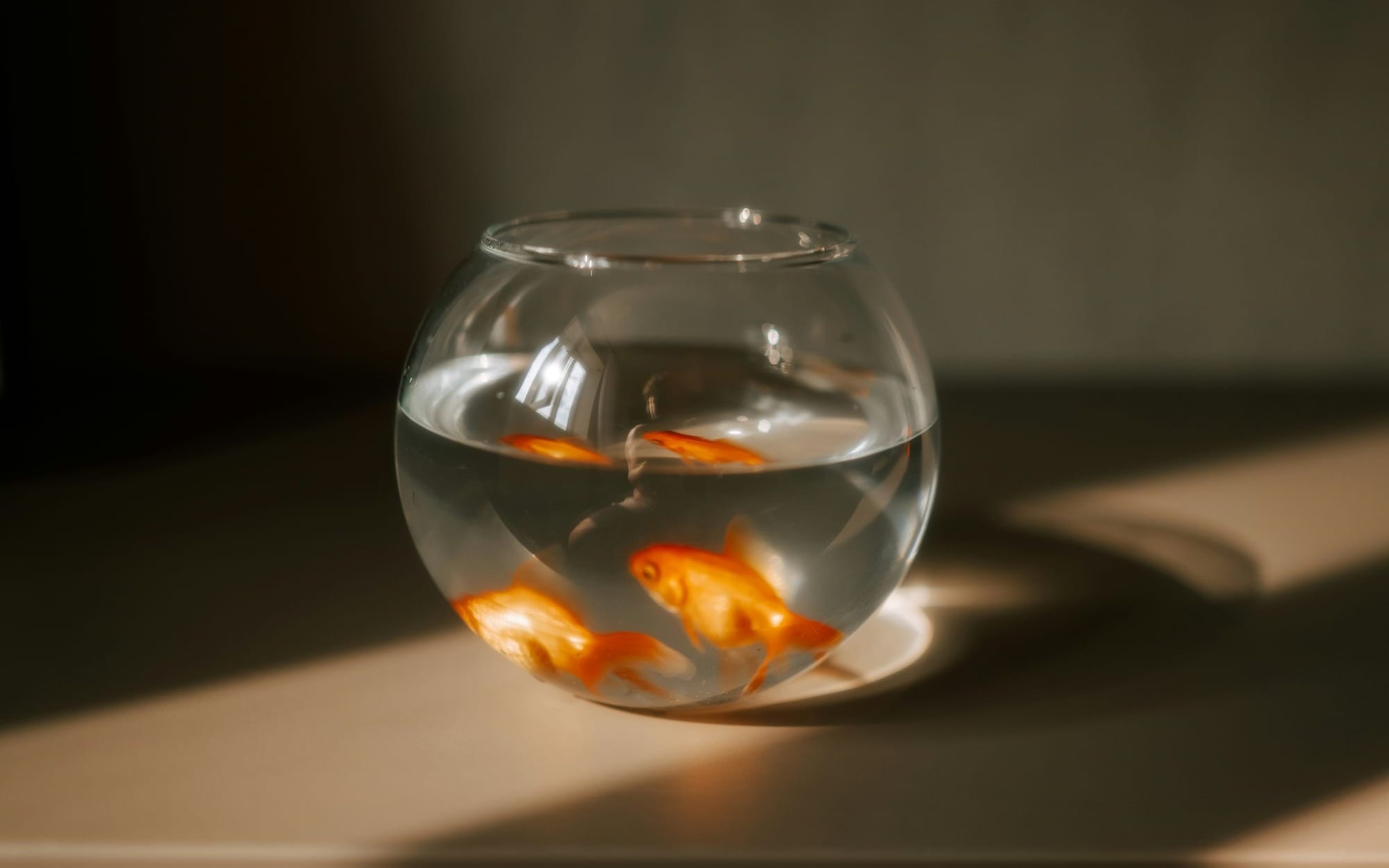 A cinematic, moody photograph of goldfish swimming inside a small glass fishbowl resting on a table. Dramatic morning sunlight cuts through a dark room, casting sharp shadows and highlighting the fish, serving as a visual metaphor for feeling confined by societal expectations.