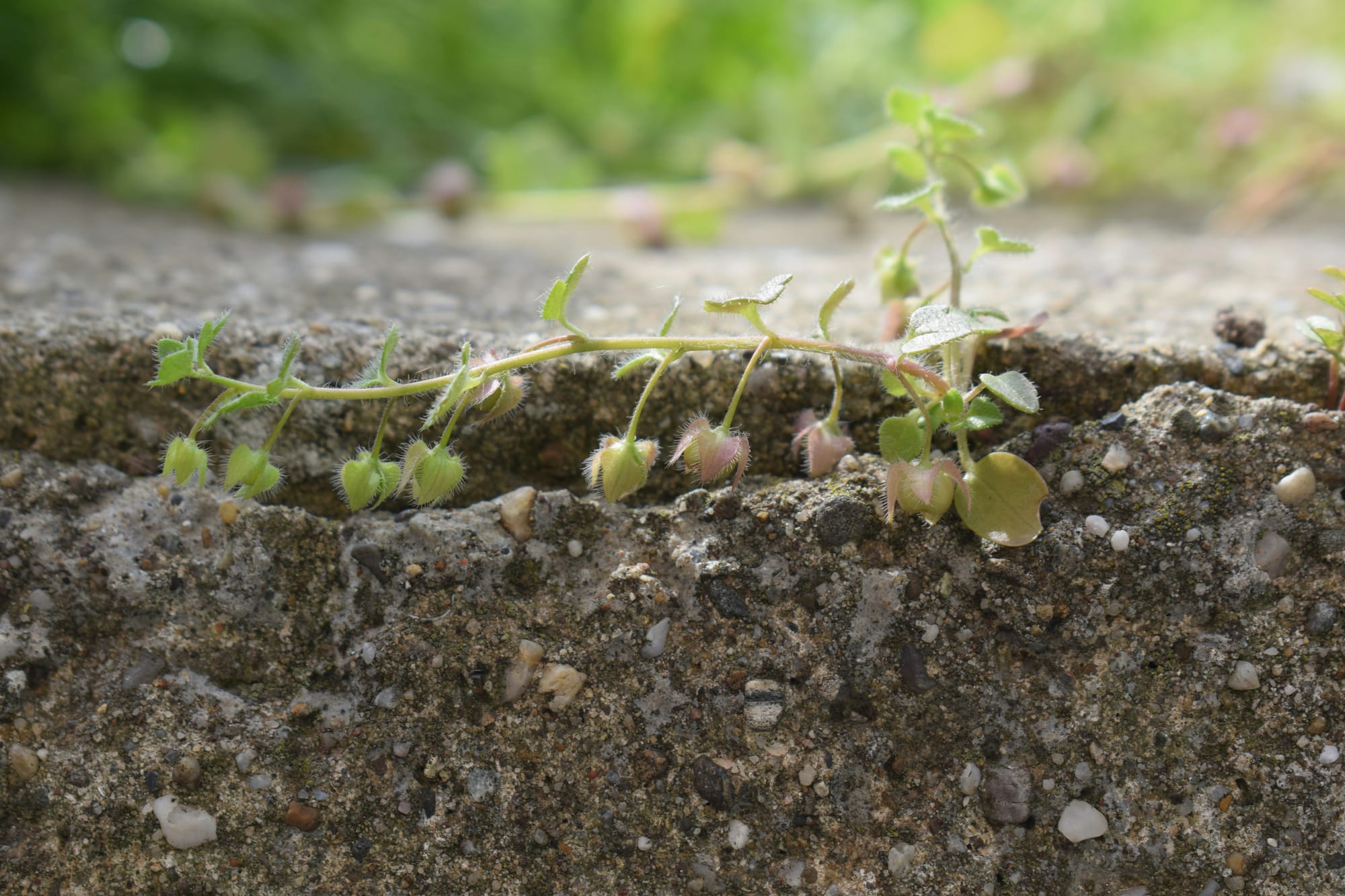A macro photograph of a delicate green vine growing out of a crack in rough concrete, symbolizing resilience and growth through health coaching."