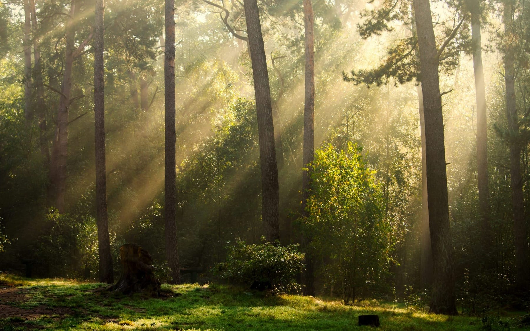 A cinematic photograph of morning sunbeams streaming through a misty evergreen forest, symbolizing hope, clarity, and recovery.