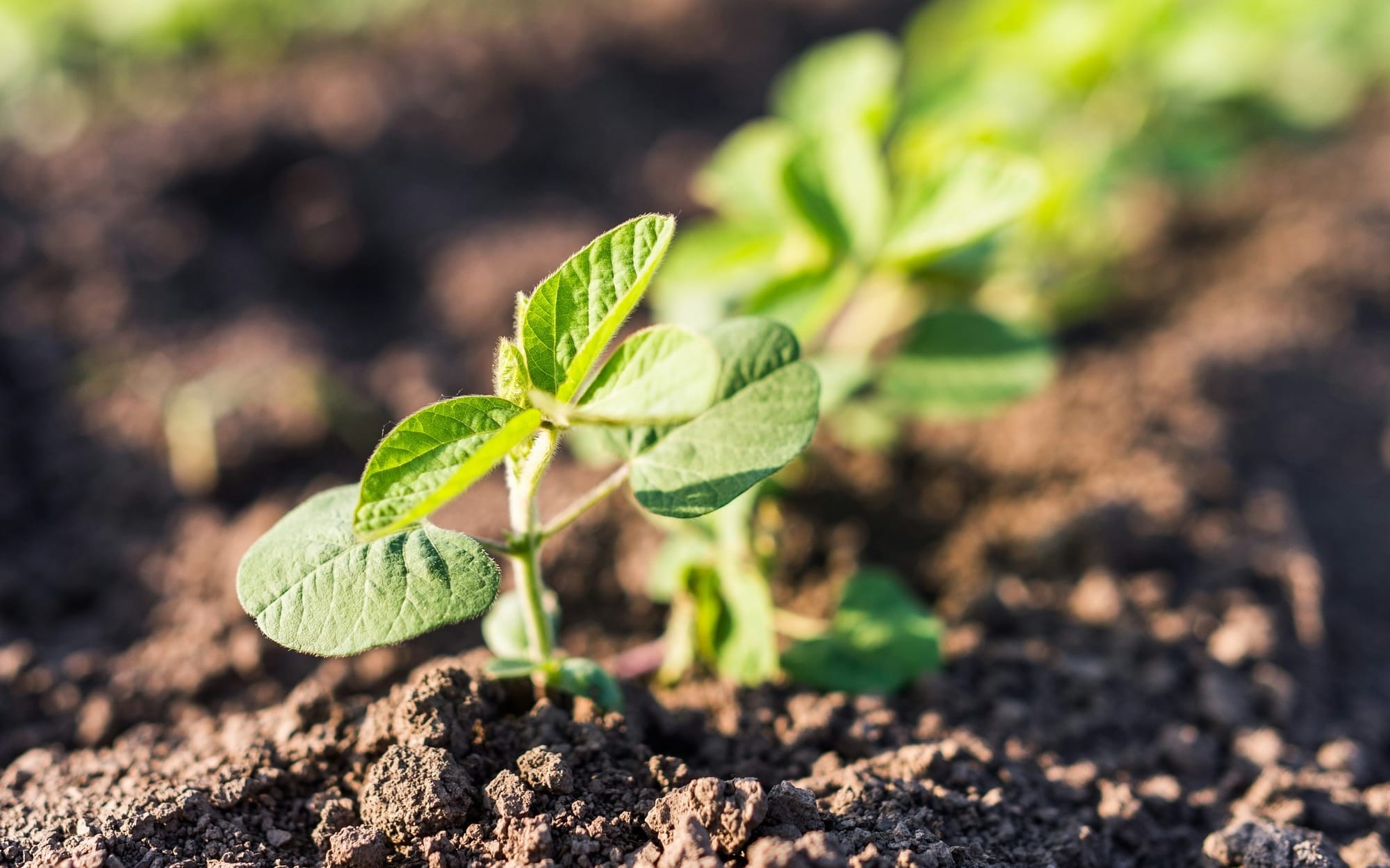 A vibrant green seedling sprout growing out of rich, cultivated dark soil, symbolizing cell restoration, biological healing, and sustainable metabolic health.