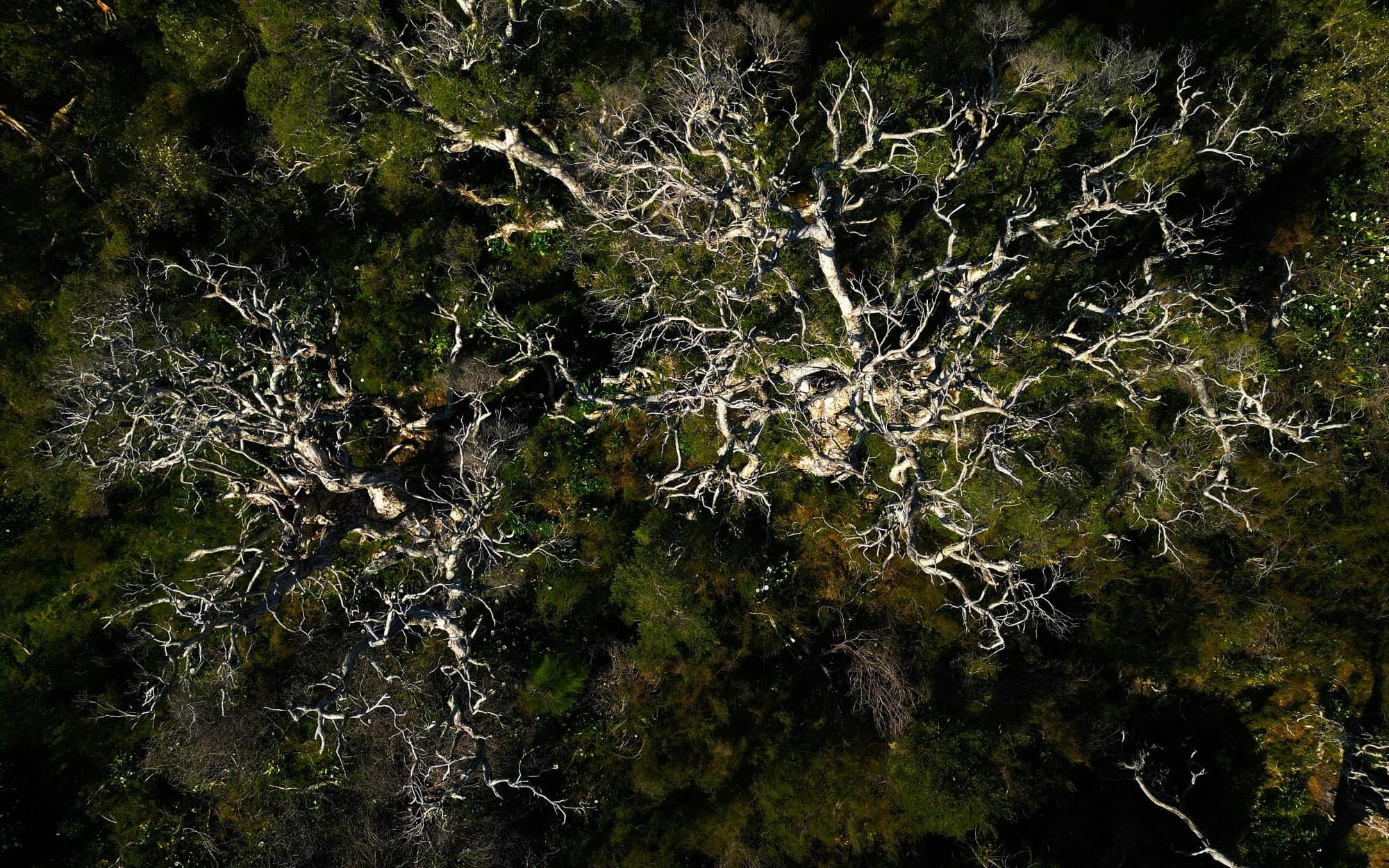An aerial drone photograph of intricate, branching white tree limbs spreading out over a dark green forest canopy, serving as an ecosystem metaphor for SIBO biofilms.