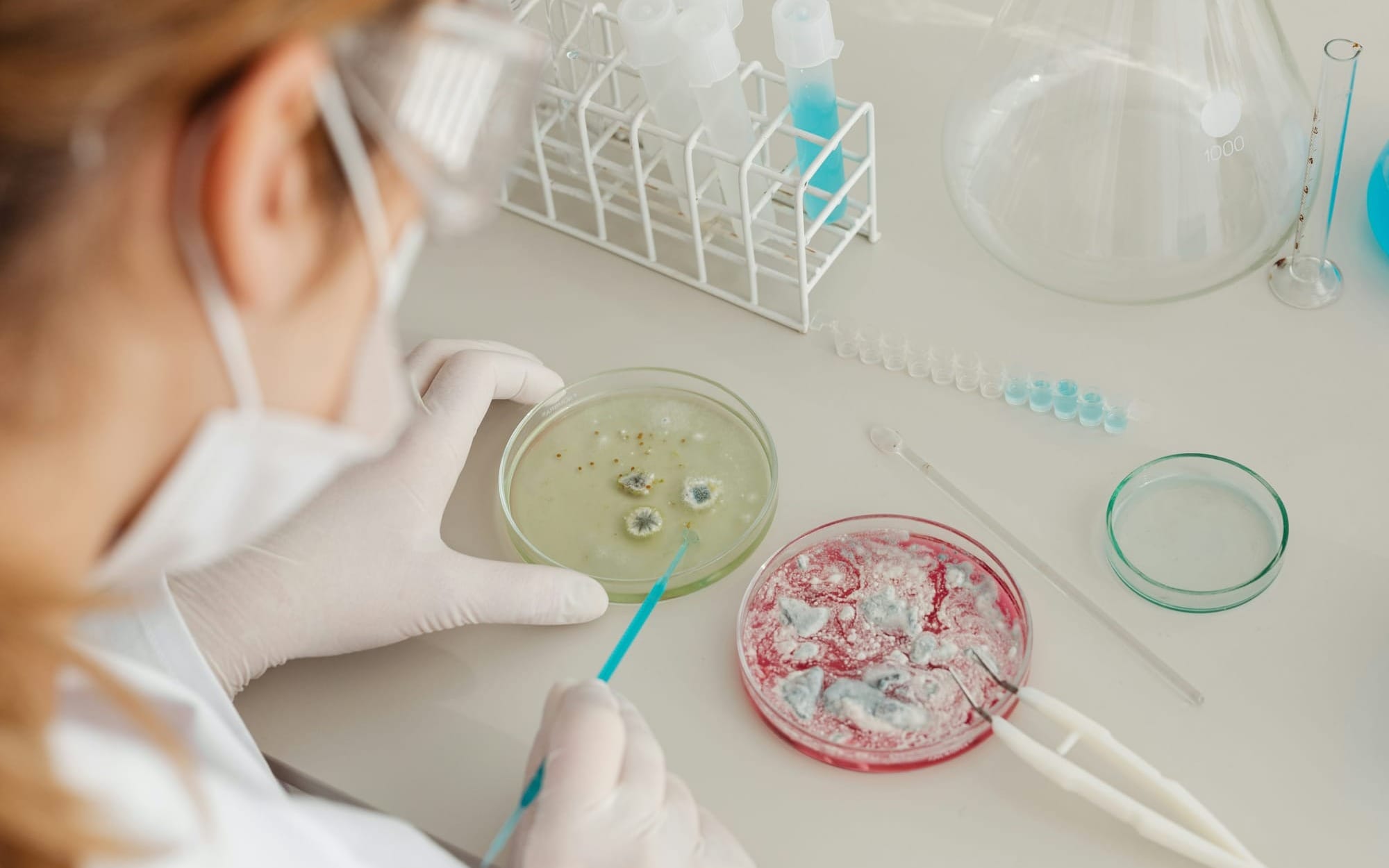 An overhead shot of a scientist wearing a face mask, safety glasses, and white gloves working in a laboratory, using a blue inoculation tool to examine fungal and bacterial cultures inside glass Petri dishes on a clean counter.