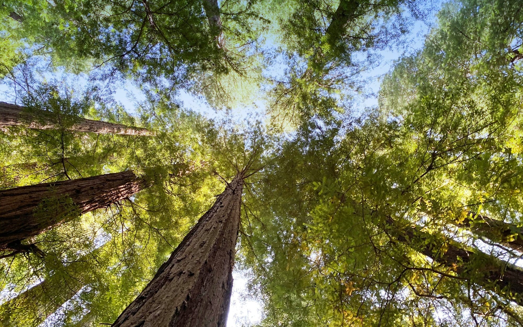 A low-angle view looking straight up into a dense canopy of towering redwood and evergreen trees interlocking against a bright sky, symbolizing an organic protective shield.