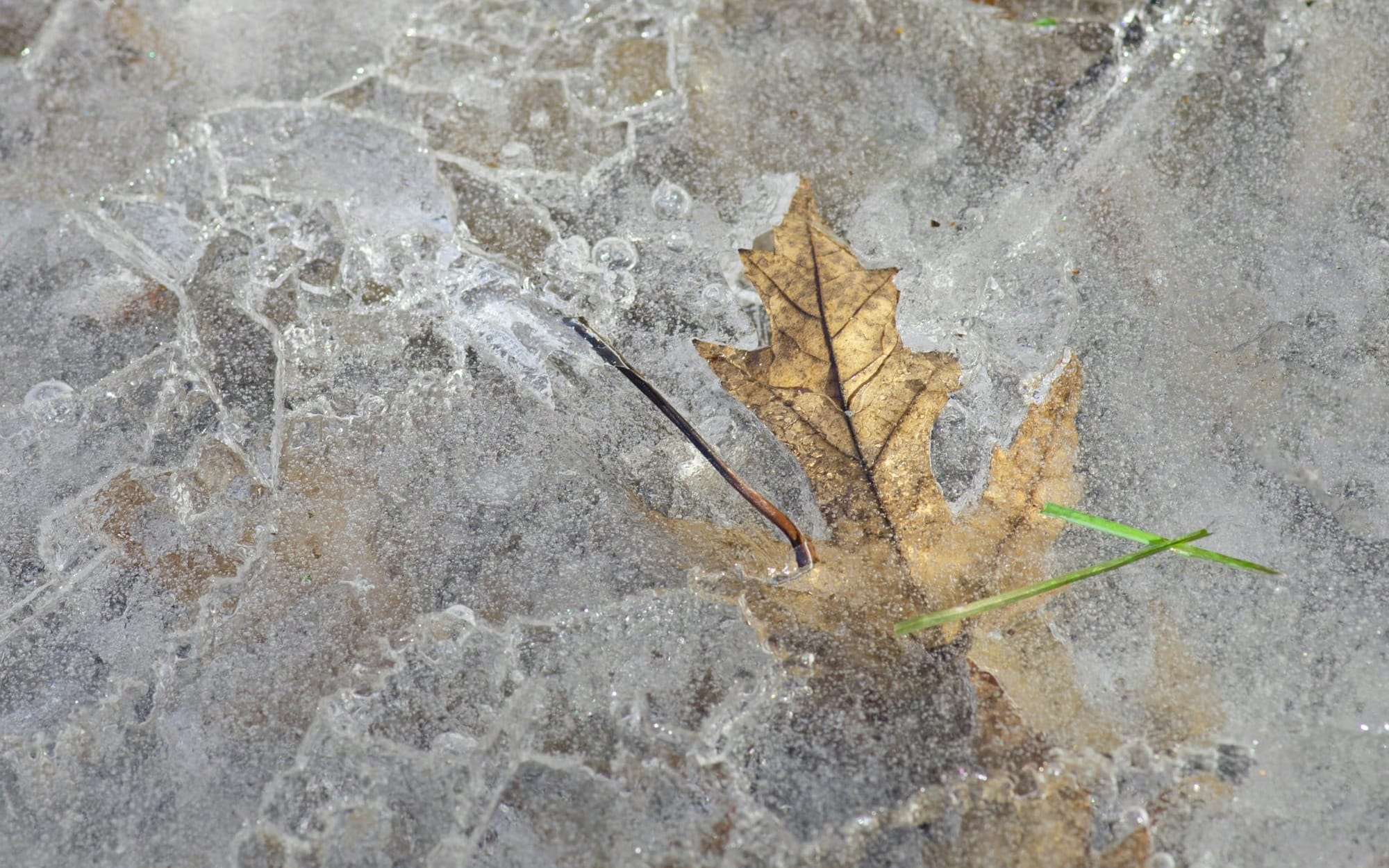 A close-up photograph of a brown oak leaf completely trapped and preserved beneath a thick, textured layer of translucent river ice.