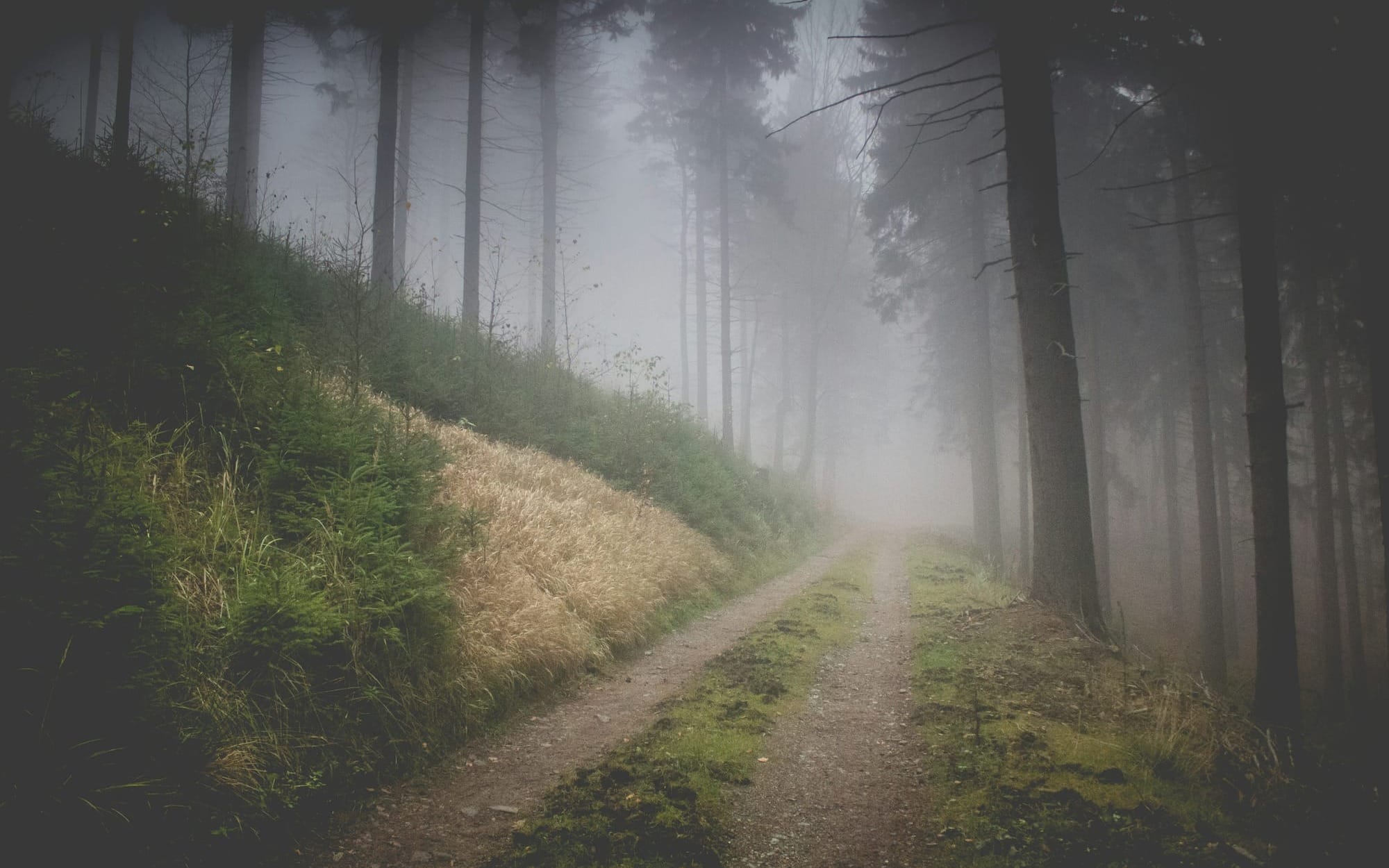 A dirt path winding through a dense forest of tall pine trees, completely disappearing into a thick wall of mysterious grey fog.