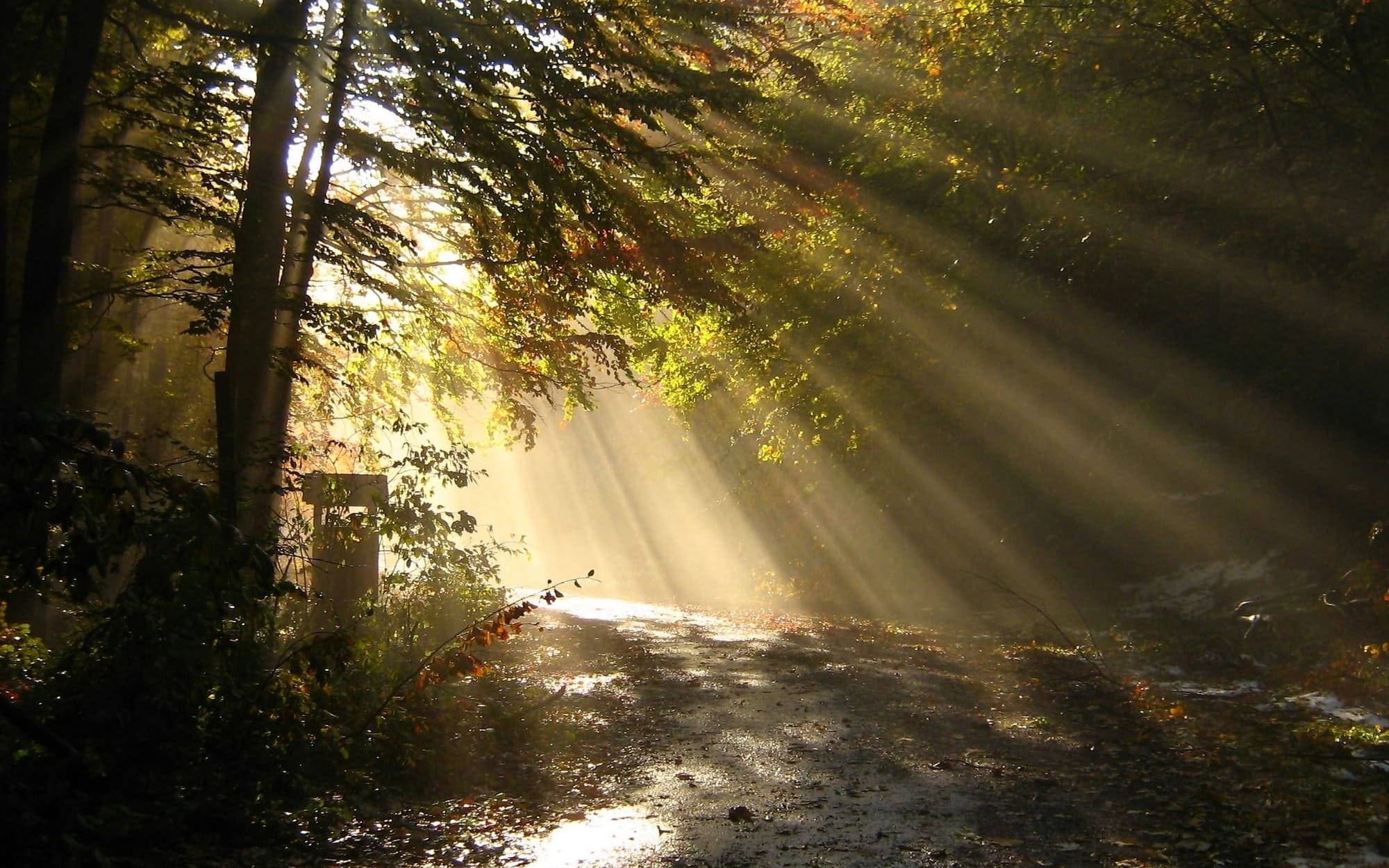 Dramatic sunbeams piercing through a dense forest canopy onto a winding dirt path, symbolizing a regulated nervous system and the body's hidden vagus nerve highway.