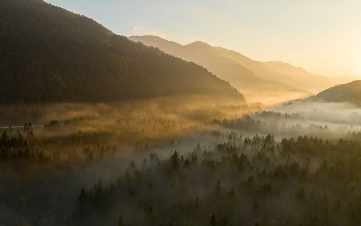 A peaceful aerial view of a dense evergreen forest valley shrouded in heavy morning mist, with warm golden sunlight breaking through the mountains.