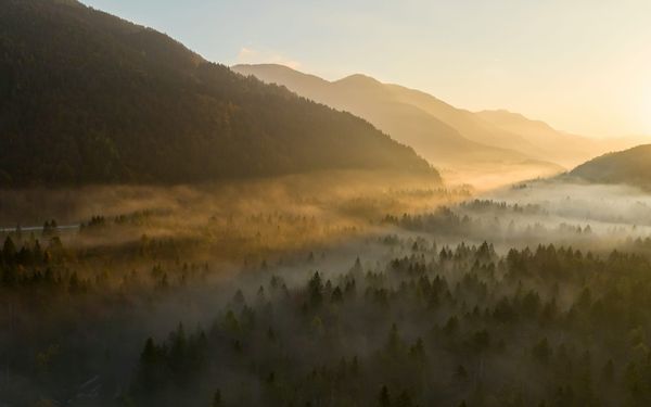 A peaceful aerial view of a dense evergreen forest valley shrouded in heavy morning mist, with warm golden sunlight breaking through the mountains.