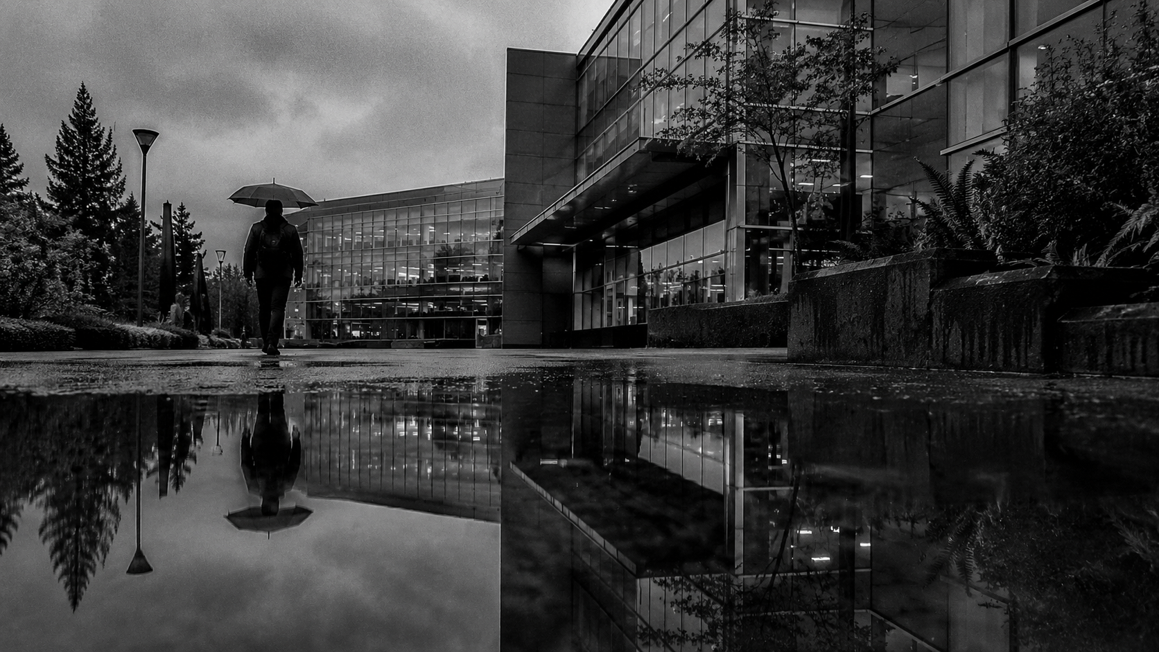 Microsoft campus rain puddle Redmond