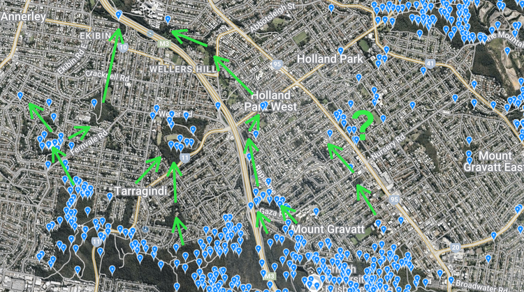 Koalas are trying to return to Greenslopes and Annerley – but they’ll need our help