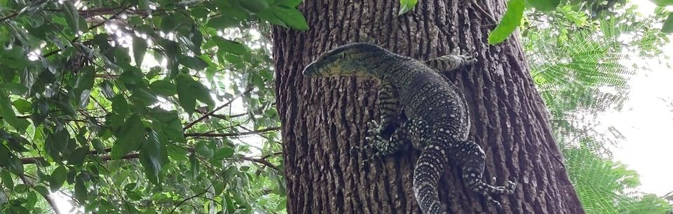 The last goanna in Highgate Hill (Has anyone else seen it?)